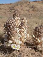 Image of desert broomrape