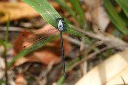 Image of azure flatwing