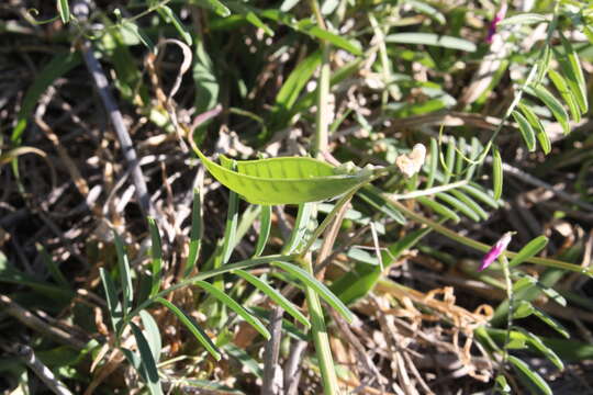 Imagem de Vicia monantha subsp. monantha