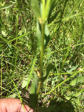 Image of large mountain fleabane