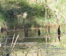 Image of Eastern Phoebe