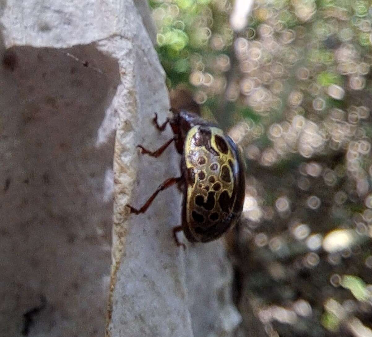 Image of <i>Calligrapha argus</i>