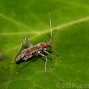 Image of Phytocoris bonaerensis Berg 1883