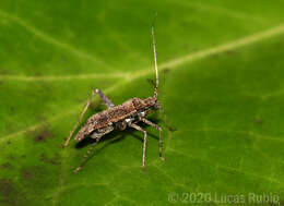 Image of Phytocoris bonaerensis Berg 1883