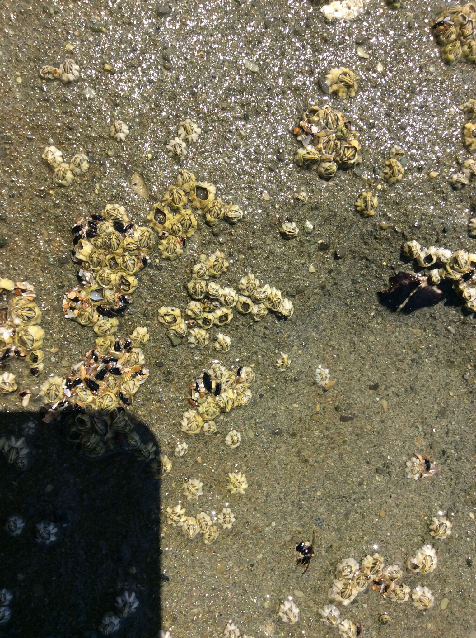 Image of New Zealand barnacle