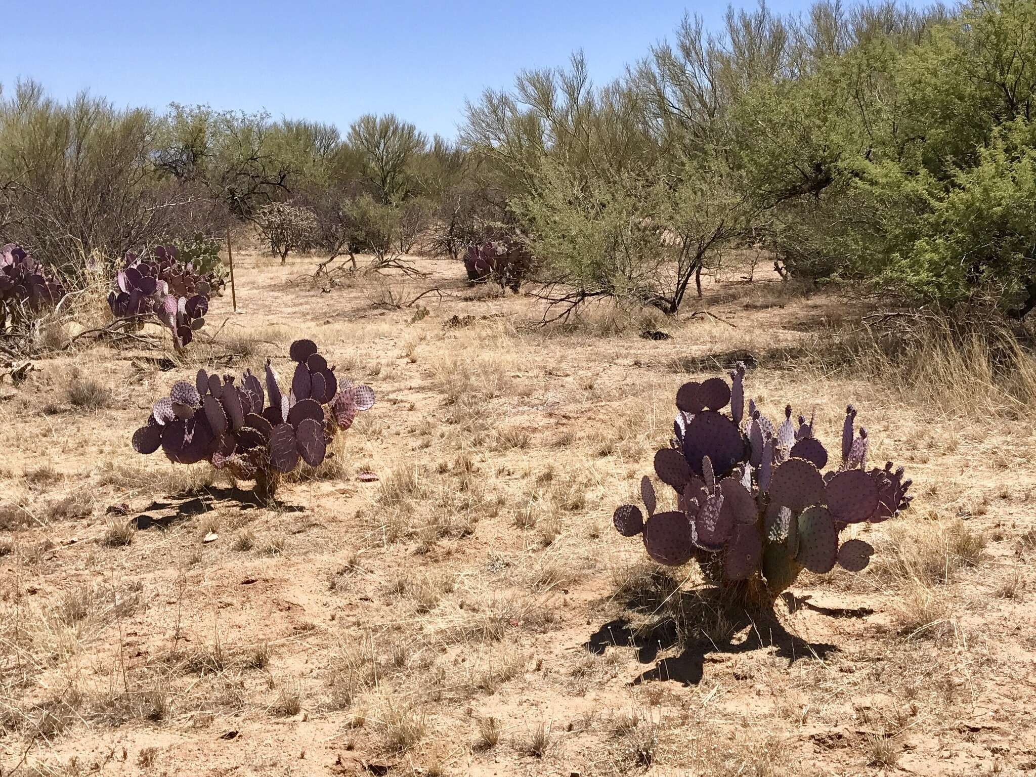 Sivun Opuntia santa-rita (Griffiths & Hare) Rose kuva