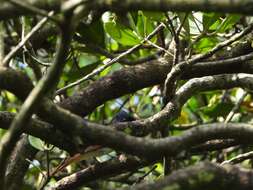 Image of Amur Paradise Flycatcher