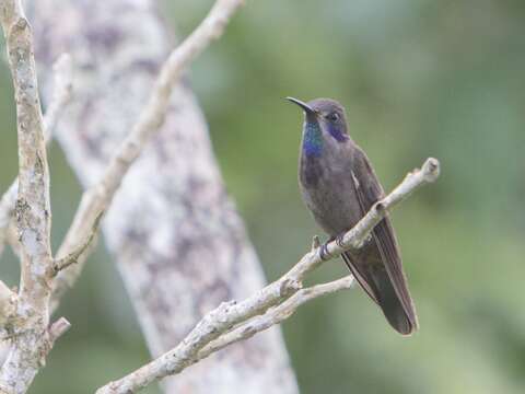 Image of Brown Violet-ear