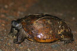 Image of Spiny turtle