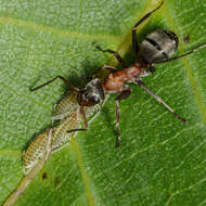 Image of Aphid