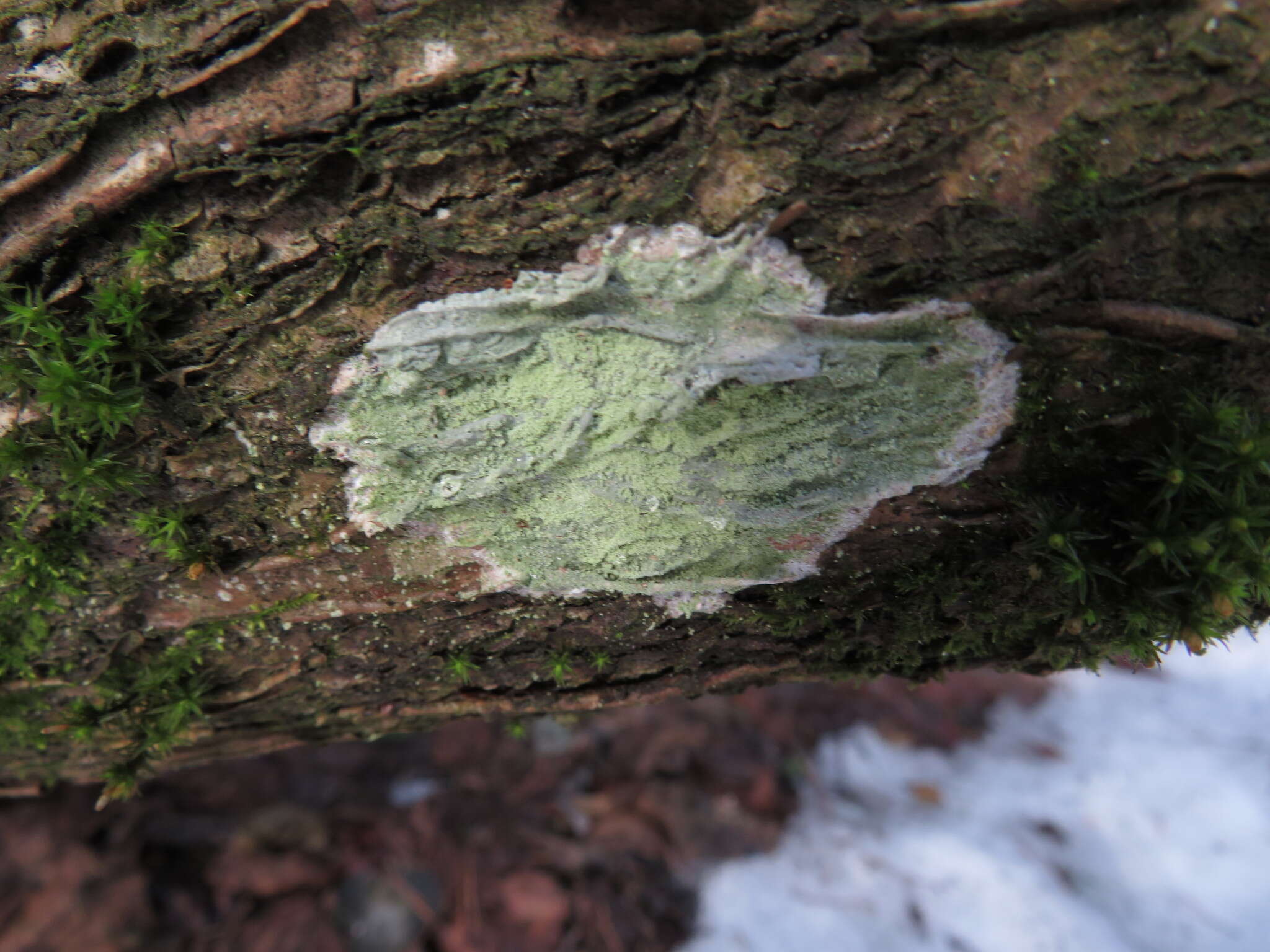 Image of blemished lichen