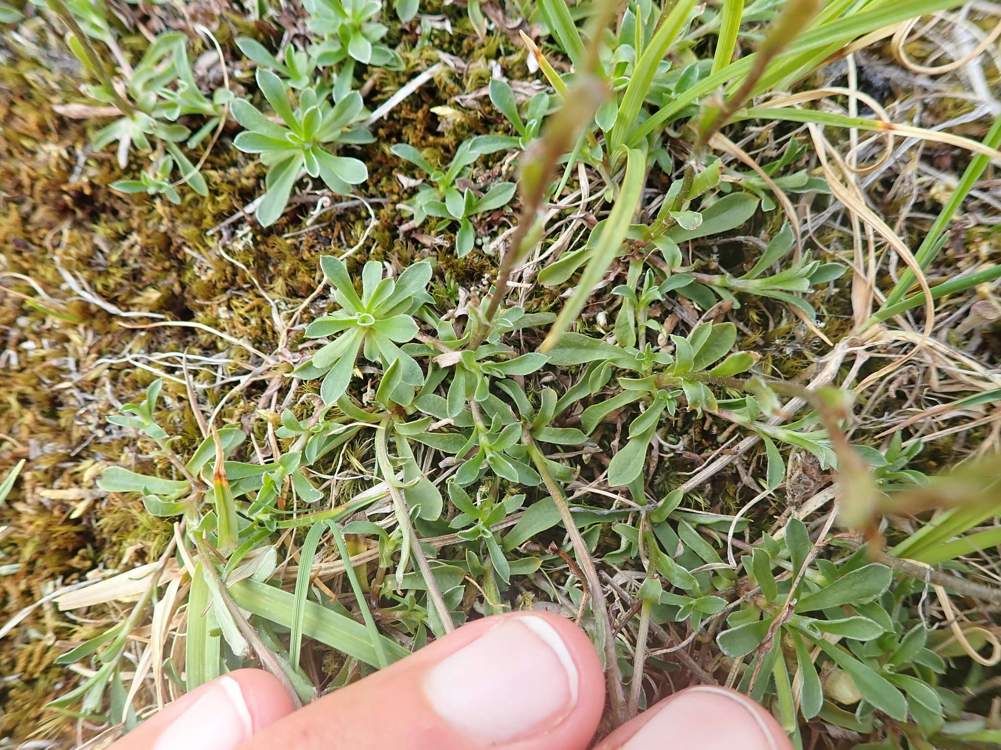 Image de Antennaria monocephala DC.