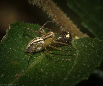 Image of Oxyopes elegans L. Koch 1878