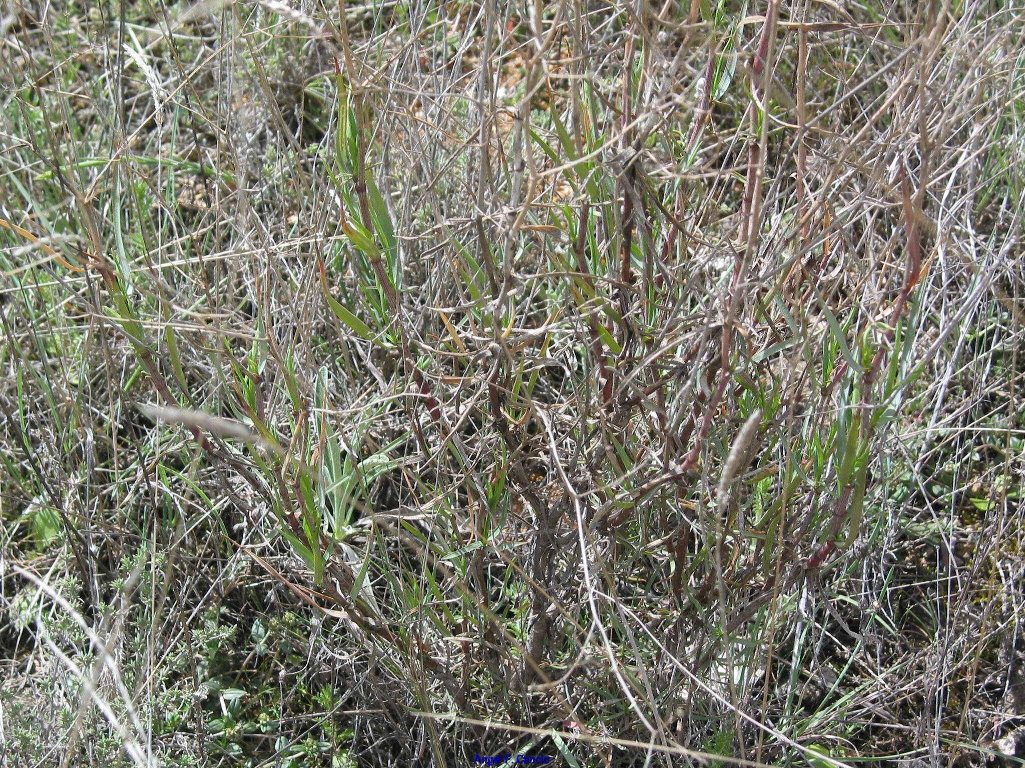 Image of Bupleurum fruticescens Loefl. ex L.