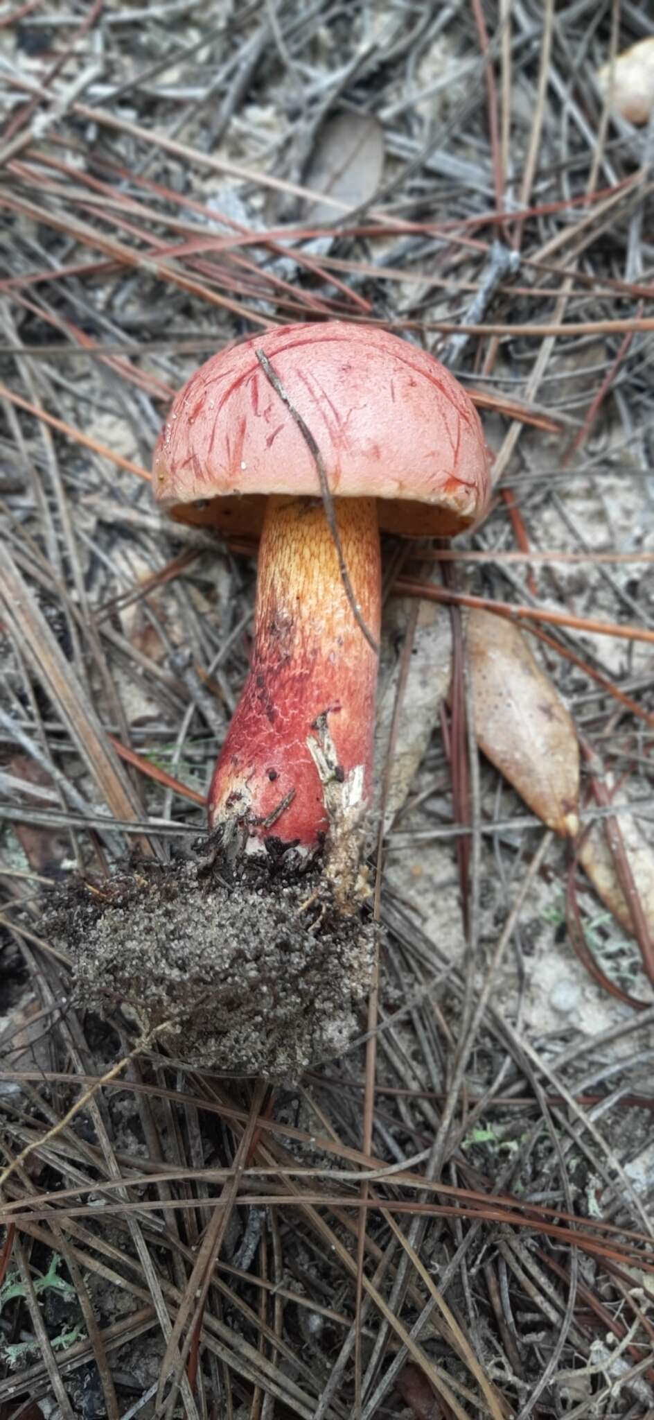 Image of Butyriboletus floridanus (Singer) G. Wu, Kuan Zhao & Zhu L. Yang 2016