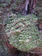 Image of Smith's leptodon moss