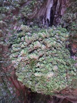 Image of Smith's leptodon moss