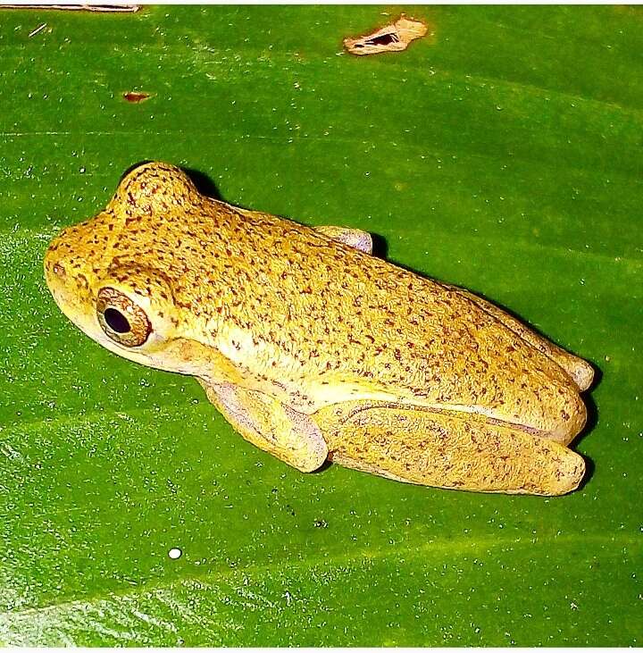 Image of Dendropsophus bogerti (Cochran & Goin 1970)