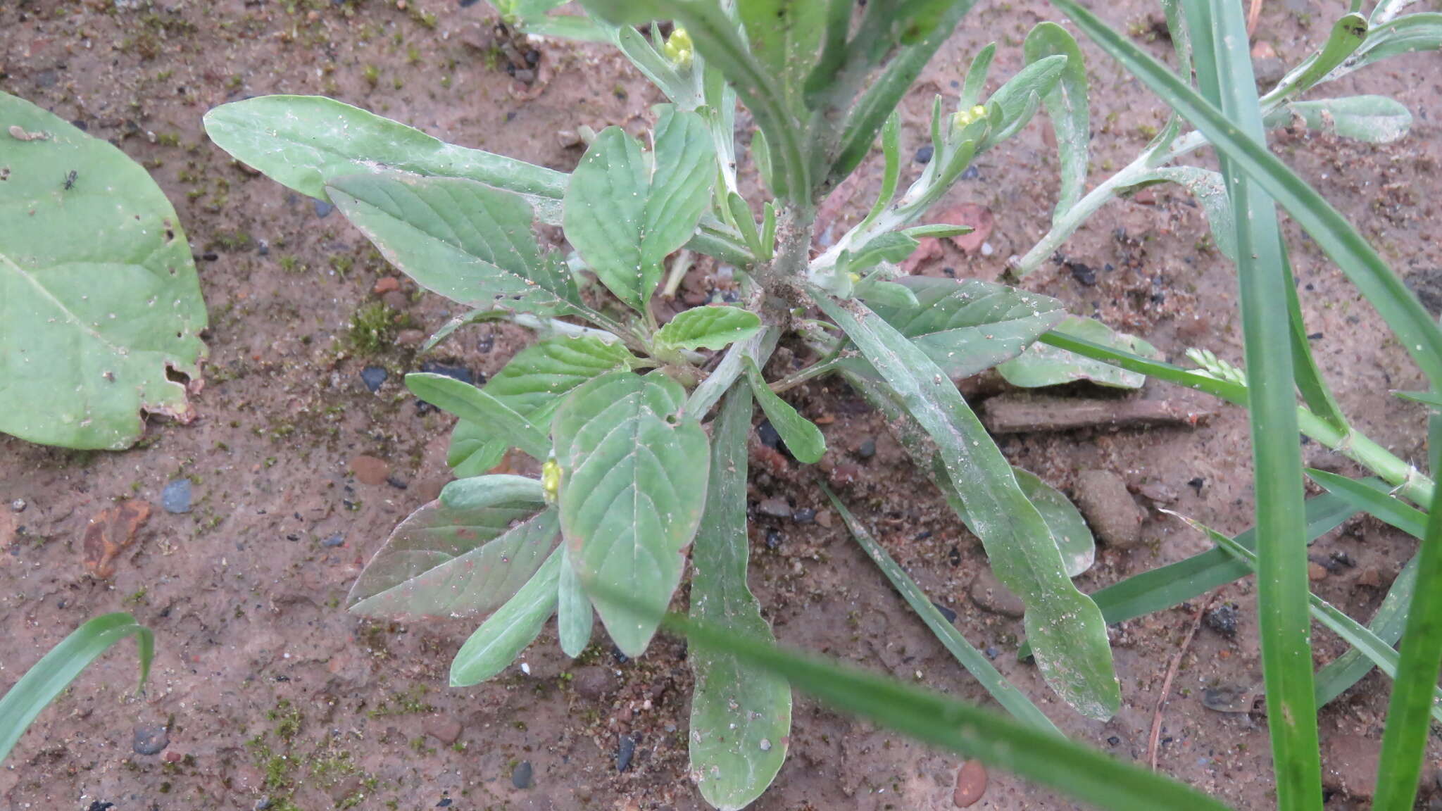 Image of Pseudognaphalium affine (D. Don) A. A. Anderberg