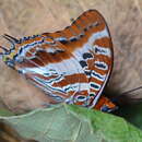 Image of Charaxes druceanus obscura Rebel 1914