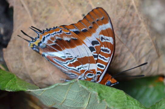 Imagem de Charaxes druceanus obscura Rebel 1914