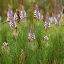 Image of Spatalla longifolia Salisb. ex Knight