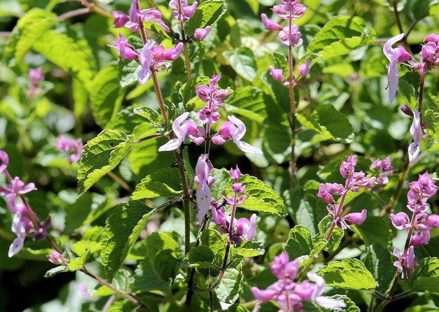 Image de Ocimum labiatum (N. E. Br.) A. J. Paton