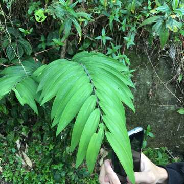 Image de Polygonatum arisanense Hayata