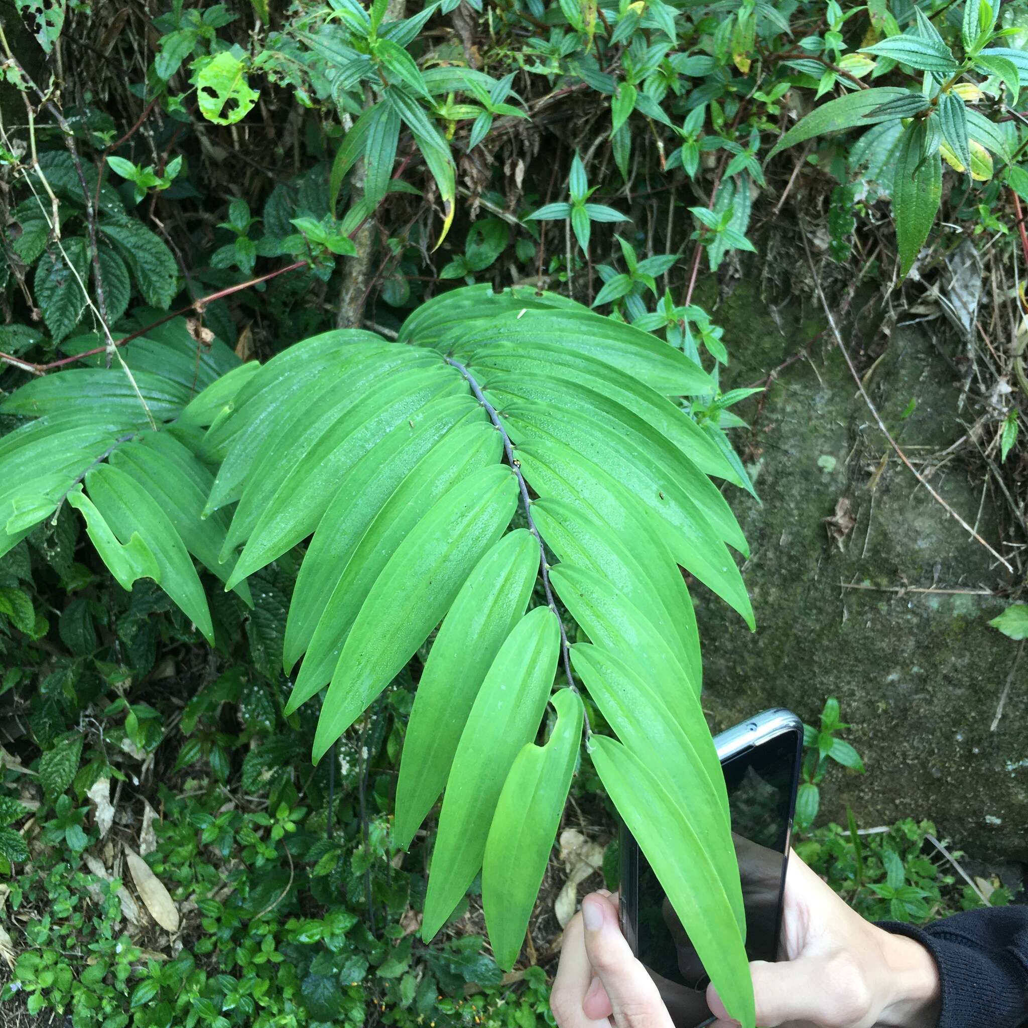 Image of Polygonatum arisanense Hayata