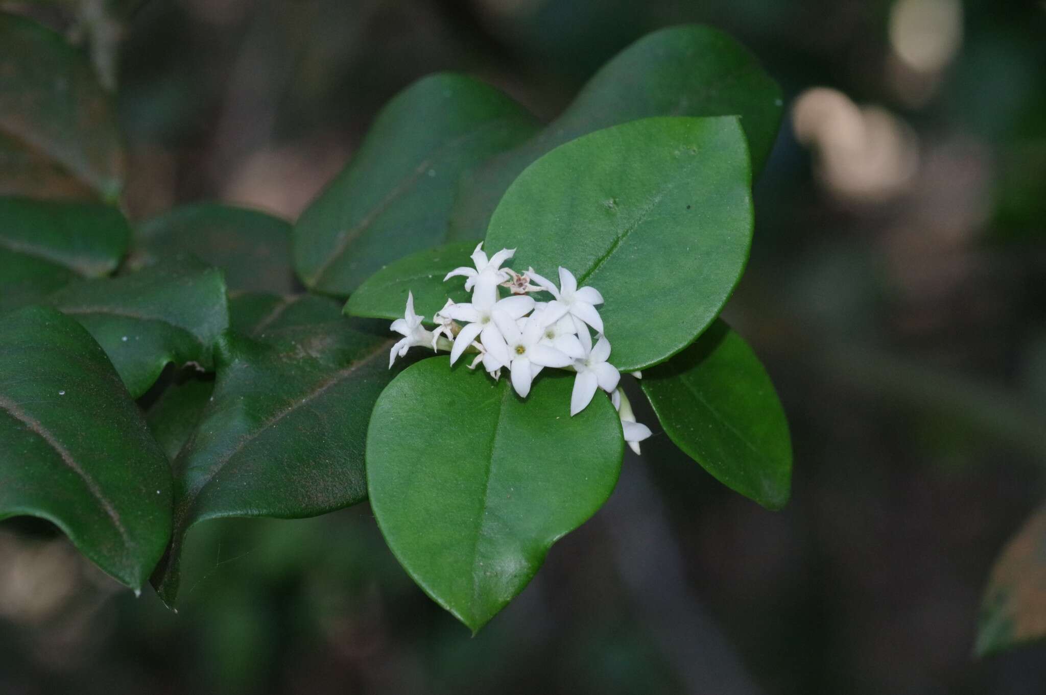 Image of Carissa bispinosa var. acuminata (E. Mey.) Codd