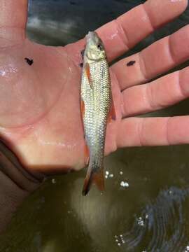 Image of Blacktail Redhorse