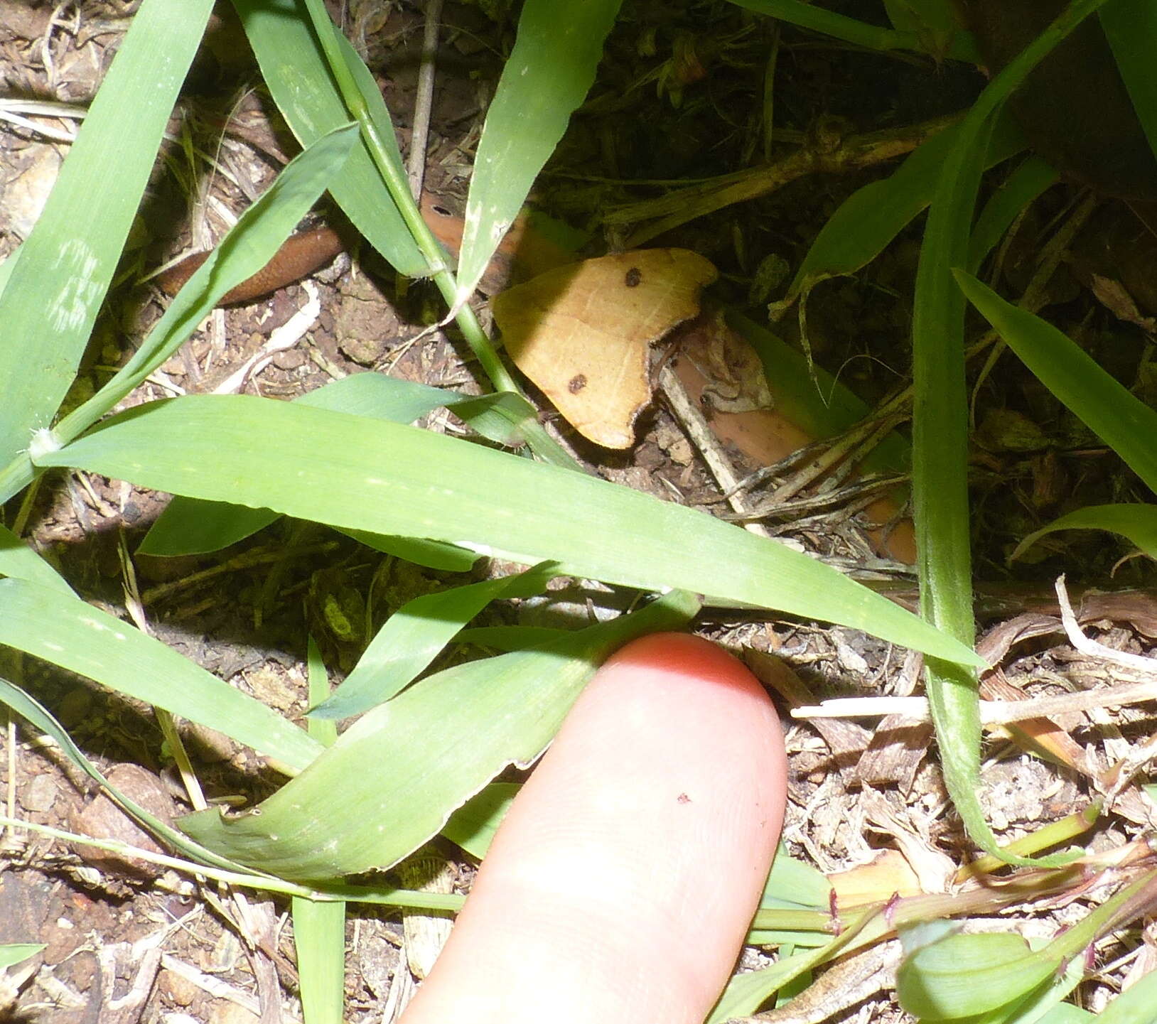 صورة Hondryches phalaeniformis Guenée 1852