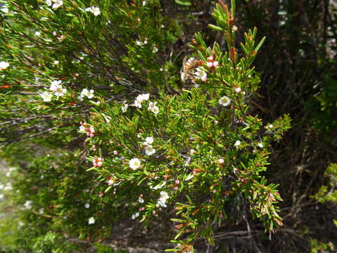 Imagem de Baeckea leptocaulis Hook. fil.