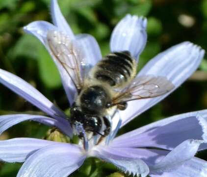 Megachile inermis Provancher 1888 resmi