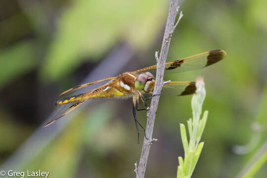 Image of Painted Skimmer