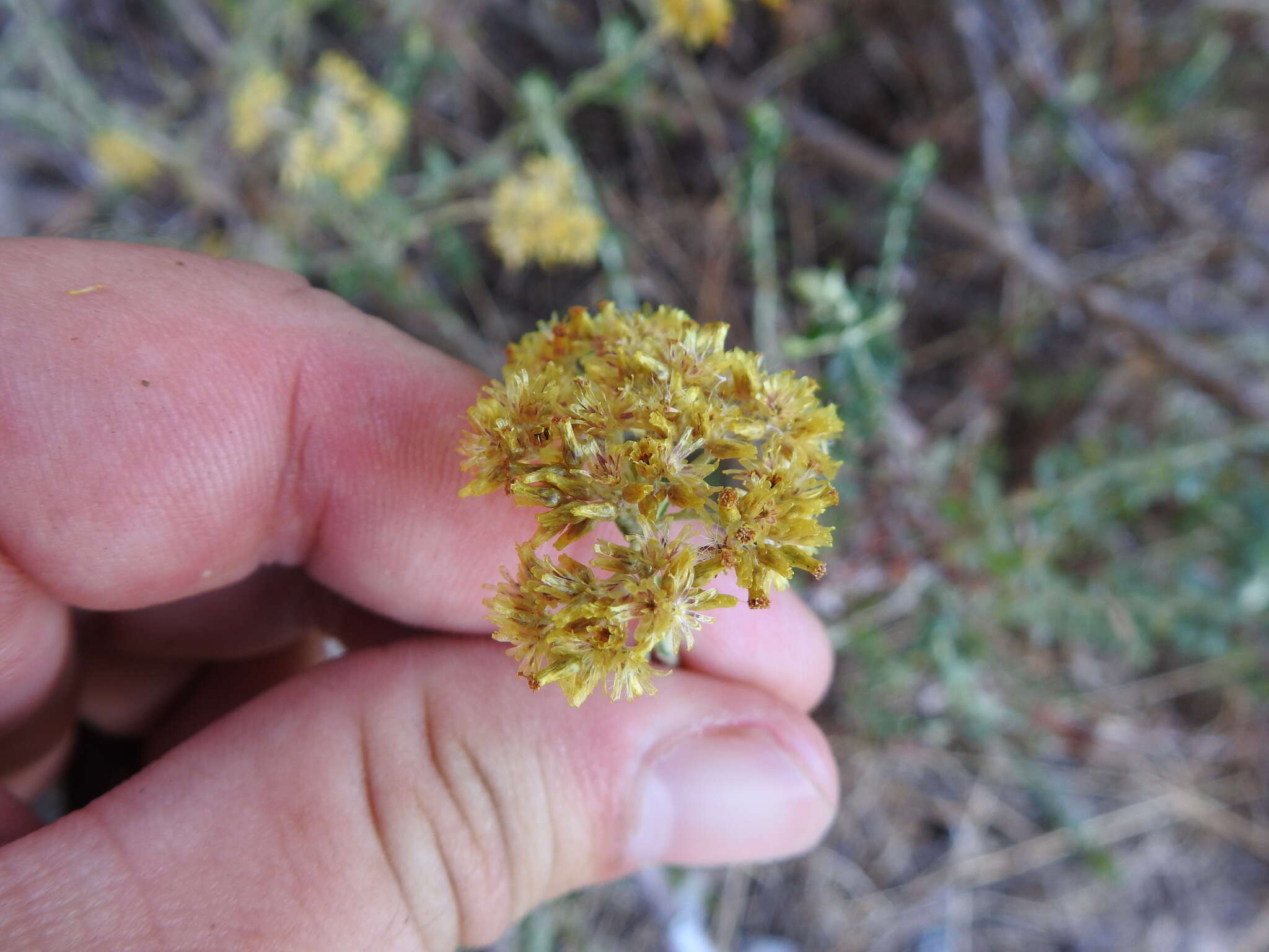 Image of Yellow-tipped everlasting