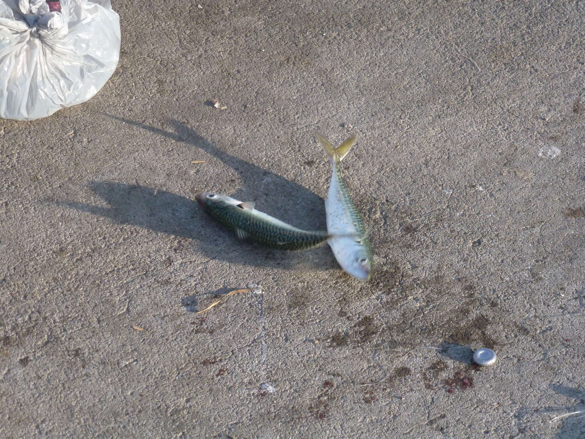 Image of Pacific Chub Mackerel