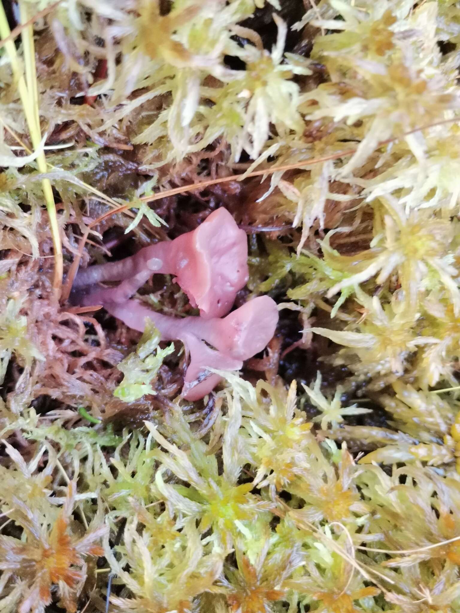 Image of Ascocoryne turficola (Boud.) Korf 1971