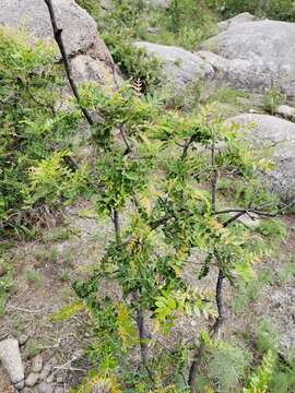 Image of Schinopsis lorentzii (Griseb.) Engl.