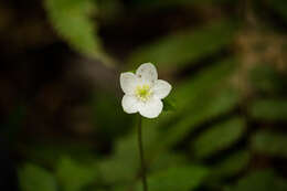 Image de Anemone sumatrana De Vriese