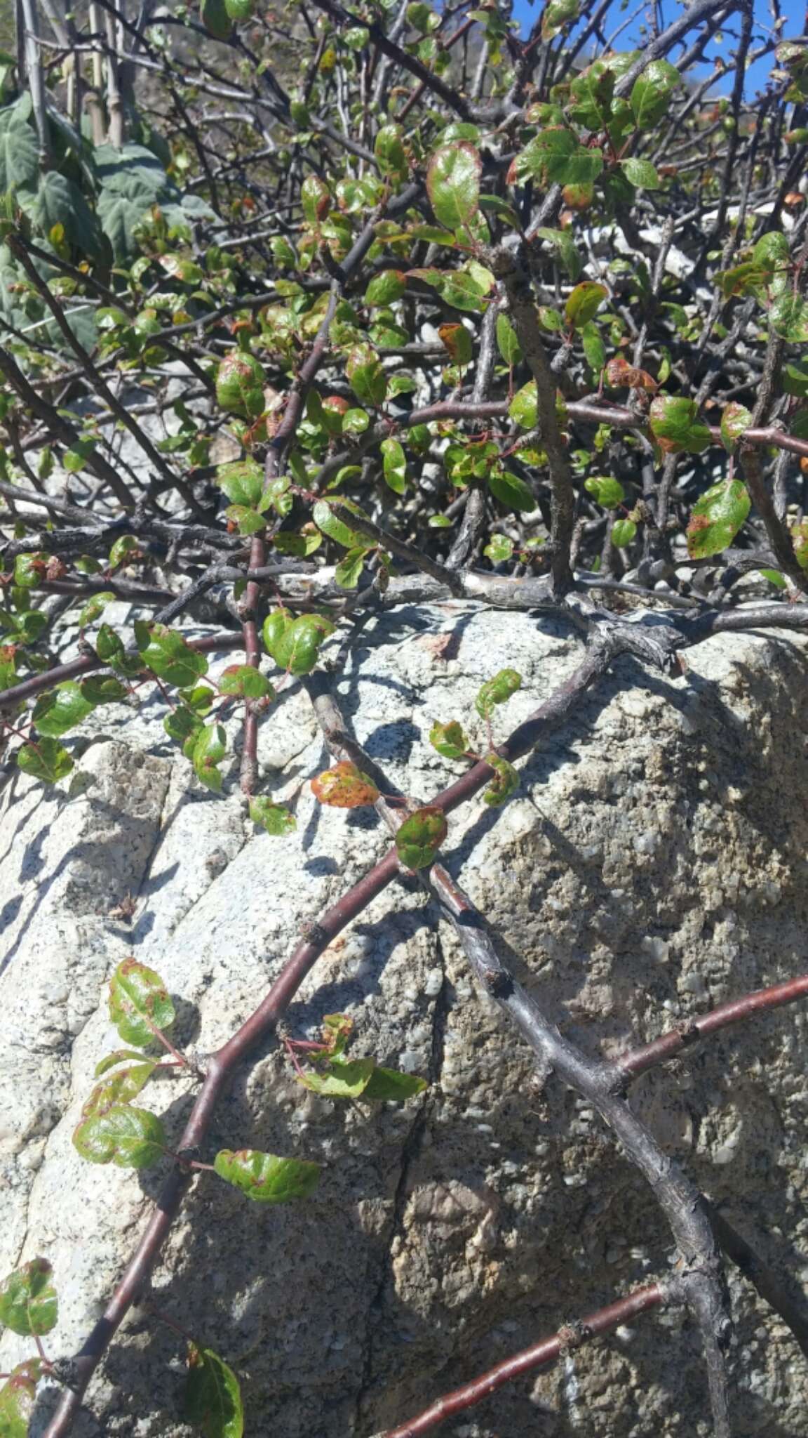 Image of Bursera rupicola León de la Luz