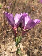 Слика од Clarkia imbricata H. & M. Lewis