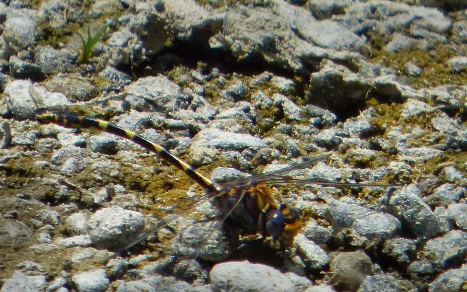 صورة Progomphus borealis McLachlan ex Selys 1873