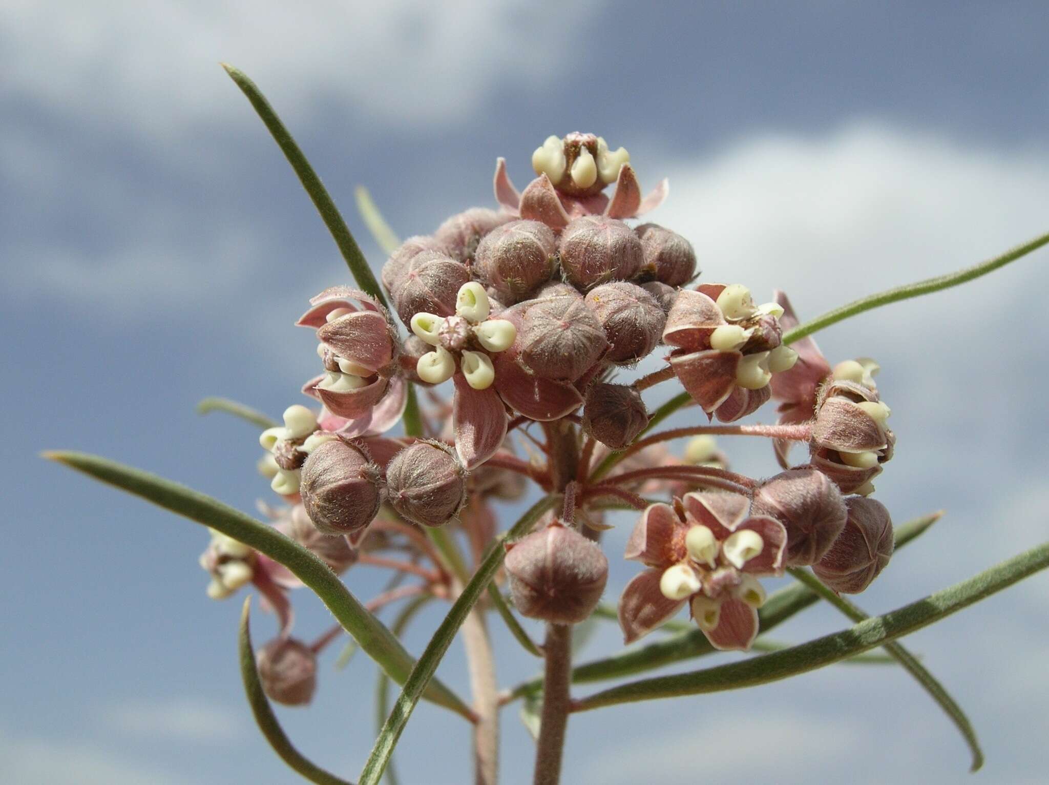 Image of Cutler's milkweed