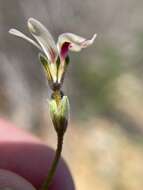 Image of Pelargonium senecioides L'Her.