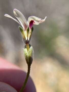 Image of Pelargonium senecioides L'Her.