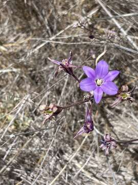 Image of San Clemente Island brodiaea