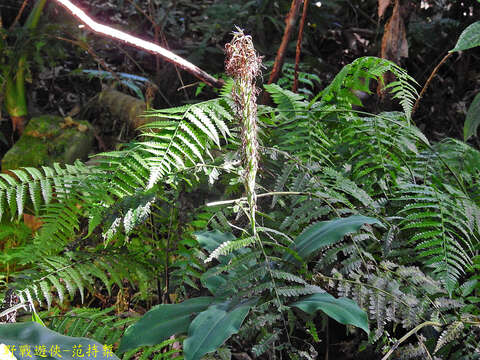 صورة Habenaria pantlingiana Kraenzl.