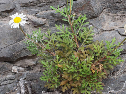 Argyranthemum lidii C. J. Humphries的圖片