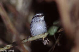 Image of Gray-breasted Wood-Wren